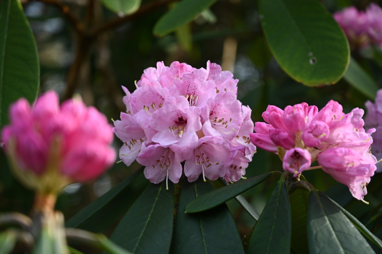 R. uvariifolium